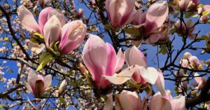Spring is in the Air. Picture of magnolia flowers against a blue sky in Spring